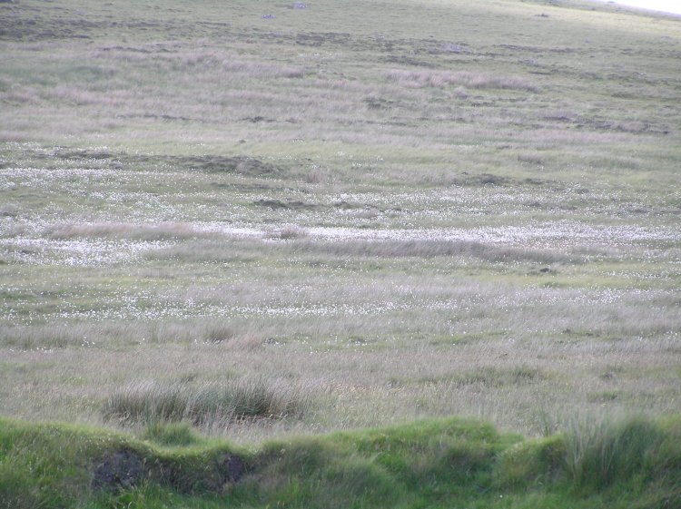 Pic12-Cotton-Grass.JPG