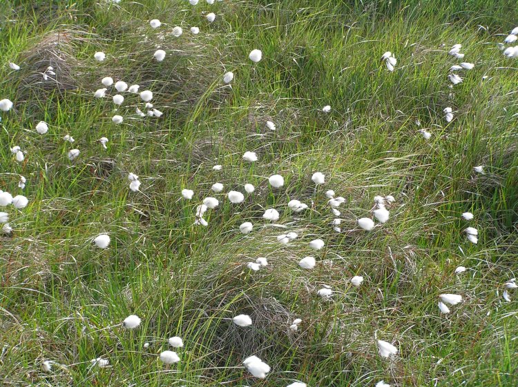 Pic14-Cotton-Grass.JPG