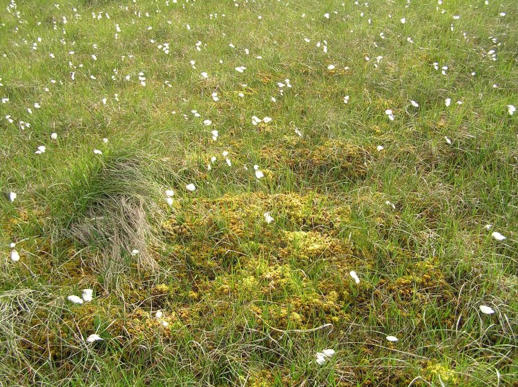 Pic16-Cotton-Grass.JPG